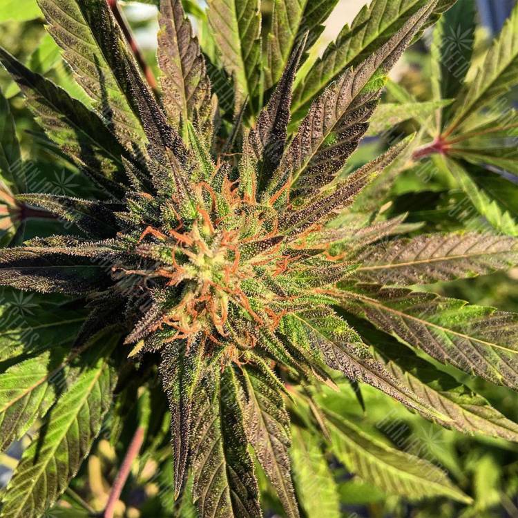семена культурной конопли купить Sour Blueberry feminised Humboldt Seeds