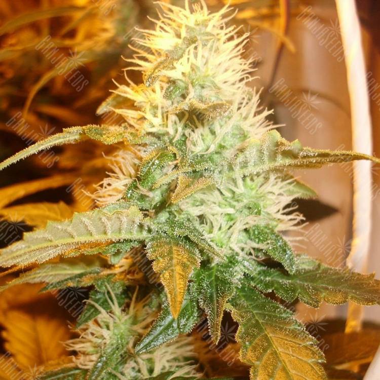 семена конопли дешево White Bhutanese feminised Mandala Seeds