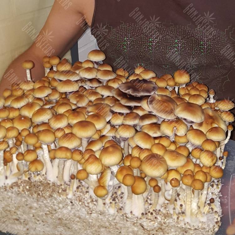 отпечатки псилоцибиновых грибов Thai