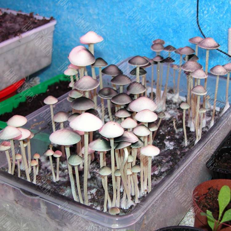 купить недорого споры псилоцибиновых грибов Panaeolus Tropicalis
